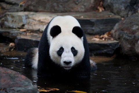 Adelaide Zoo General Entry Ticket - Bed n Breakfasts 1