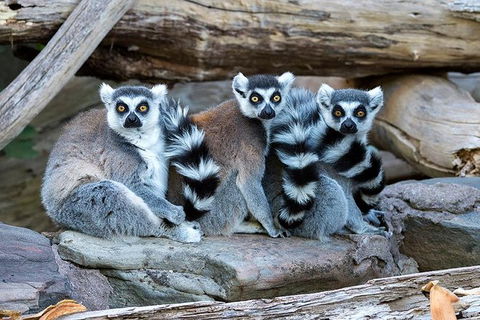 Adelaide Zoo Behind The Scenes Experience: Lemur Feeding - Accommodation Australia 1