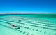 Experience Coffin Bay Short And Sweet Oyster Farm Tour - thumb 5