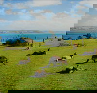 Fleurieu Explorer - Full-Day Tour - Local Tourism