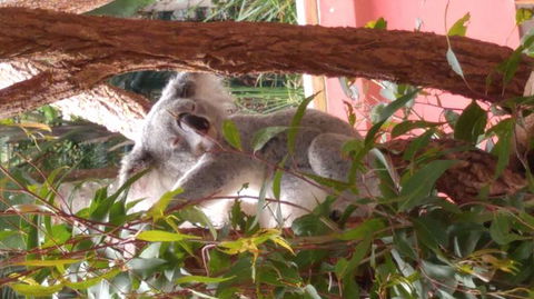 Croc Express To Australia Zoo From Brisbane - Local Tourism 3