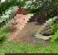 Croc Express to Australia Zoo from Brisbane - Local Tourism