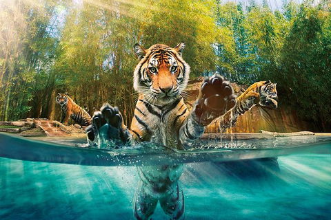 Croc Express To Australia Zoo From Brisbane - Local Tourism 11