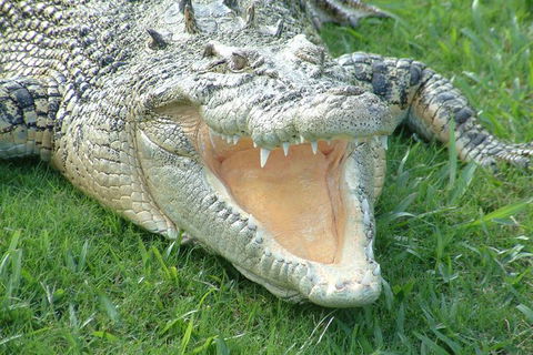 Croc Express To Australia Zoo From Brisbane - Local Tourism 10