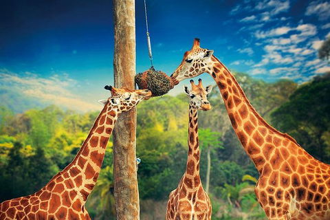 Croc Express To Australia Zoo From Brisbane - Local Tourism 8