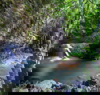 Springbrook andTamborine Rainforest Tour Incl Natural Bridge and Glow Worm Cave - Local Tourism
