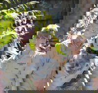 Koala Cuddle Adventure Croc 2 - Local Tourism