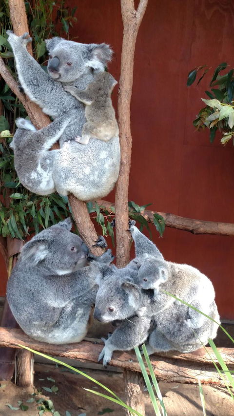Lone Pine Koala Sanctuary Day Pass - Local Tourism 2