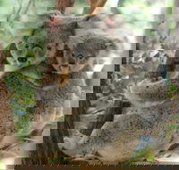 Lone Pine Koala Sanctuary Day Pass - Local Tourism