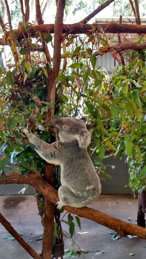Lone Pine Koala Sanctuary Day Pass - Local Tourism 5