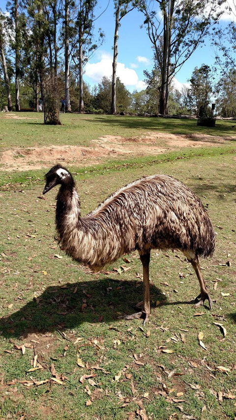 Lone Pine Koala Sanctuary Day Pass - Local Tourism 8