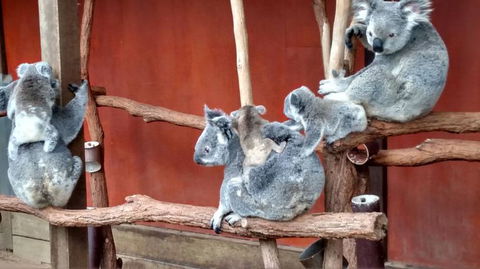 Lone Pine Koala Sanctuary Day Pass - Local Tourism 4