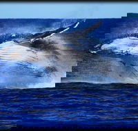 Whale Watching Cruise from Redcliffe Brisbane or the Sunshine Coast - Local Tourism