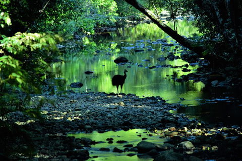 Daintree - Cape Tribulation & Atherton Tablelands Tours From Port Douglas - Accommodation Australia 1