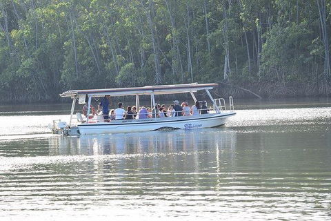 Daintree - Cape Tribulation & Atherton Tablelands Tours From Port Douglas - Accommodation Australia 16