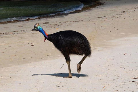 Daintree - Cape Tribulation & Atherton Tablelands Tours From Port Douglas - Accommodation Australia 17