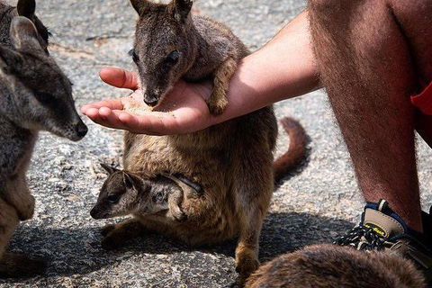 Daintree - Cape Tribulation & Atherton Tablelands Tours From Port Douglas - Accommodation Australia 4