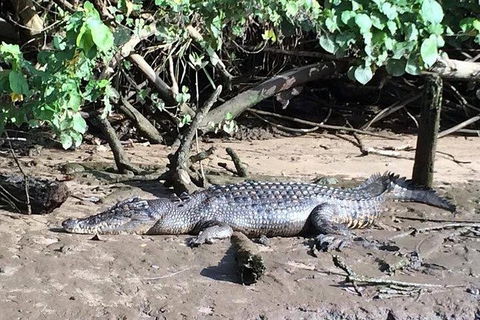 Daintree - Cape Tribulation & Atherton Tablelands Tours From Port Douglas - Accommodation Australia 24