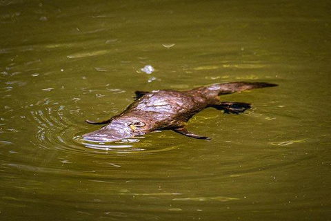 Daintree - Cape Tribulation & Atherton Tablelands Tours From Port Douglas - Accommodation Australia 27