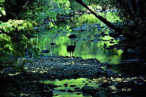 Daintree - Cape Tribulation & Atherton Tablelands Tours From Port Douglas - Accommodation Australia 26