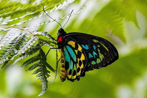 Daintree - Cape Tribulation & Atherton Tablelands Tours From Port Douglas - Accommodation Australia 19
