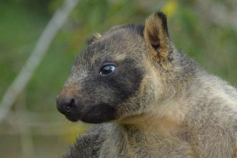 Daintree - Cape Tribulation & Atherton Tablelands Tours From Port Douglas - Accommodation Australia 8