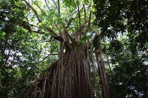 Daintree - Cape Tribulation & Atherton Tablelands Tours From Port Douglas - Accommodation Australia 20