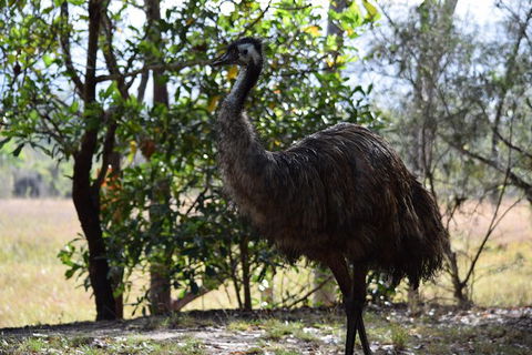 Daintree - Cape Tribulation & Atherton Tablelands Tours From Port Douglas - Accommodation Australia 29