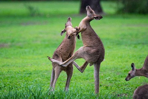 Daintree - Cape Tribulation & Atherton Tablelands Tours From Port Douglas - Accommodation Australia 14