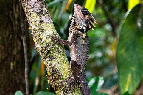 Daintree - Cape Tribulation & Atherton Tablelands Tours From Port Douglas - Accommodation Australia 7