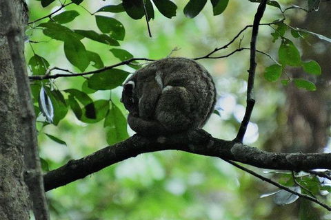 Daintree - Cape Tribulation & Atherton Tablelands Tours From Port Douglas - Accommodation Australia 11