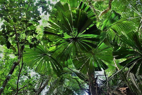 Daintree - Cape Tribulation & Atherton Tablelands Tours From Port Douglas - Accommodation Australia 22