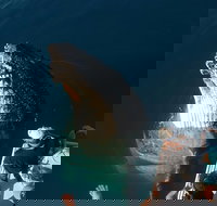 Hervey Bay Whale Watching Experience - Local Tourism