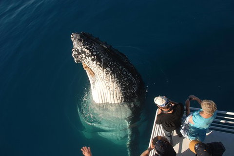 Hervey Bay Whale Watching Experience - Local Tourism 0