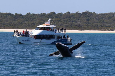 Hervey Bay Whale Watching Experience - Local Tourism 1