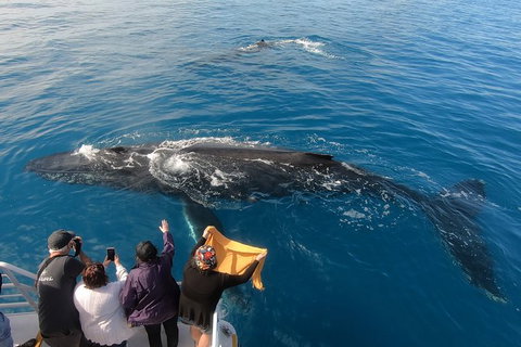 Hervey Bay Whale Watching Experience - Local Tourism 6