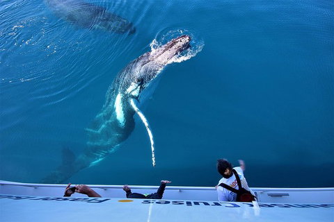 Hervey Bay Whale Watching Experience - Local Tourism 3
