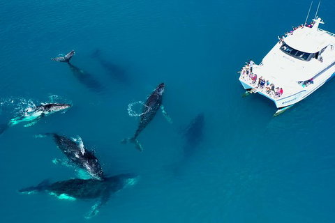 Hervey Bay Whale Watching Experience - Local Tourism 7