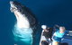 Hervey Bay Whale Watching Experience - thumb 14