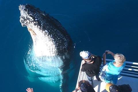 Hervey Bay Whale Watching Experience - Local Tourism 14