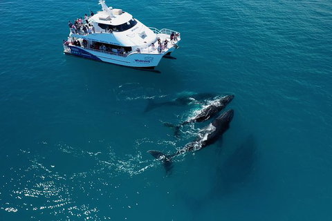 Hervey Bay Whale Watching Experience - Local Tourism 2