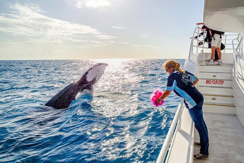 Hervey Bay Whale Watching Experience - Local Tourism 8