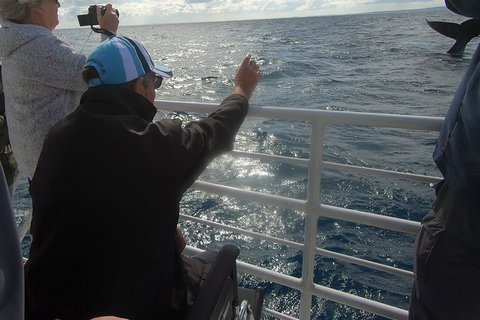 Hervey Bay Whale Watching Experience - Local Tourism 13