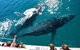 Hervey Bay Whale Watching Experience - thumb 12