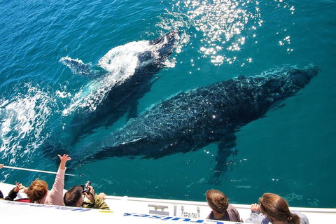 Hervey Bay Whale Watching Experience - Local Tourism 12