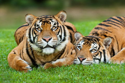 Gold Coast Attraction Pass Including Currumbin Wildlife Sanctuary And Paradise Jetboating - Australia Shopping 9