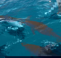 Fraser Island  Dolphin Sailing Adventure - Local Tourism