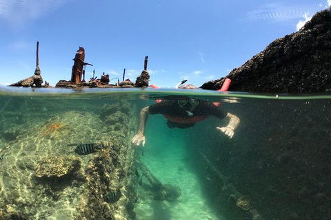 Eco Marine Safari - Boom Netting & Snorkeling Moreton Island - Fortitude Valley - Local Tourism 12