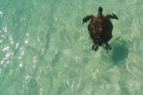 Eco Marine Safari - Boom Netting & Snorkeling Moreton Island - Fortitude Valley - Local Tourism 5