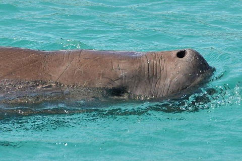 Eco Marine Safari - Boom Netting & Snorkeling Moreton Island - Fortitude Valley - Local Tourism 7